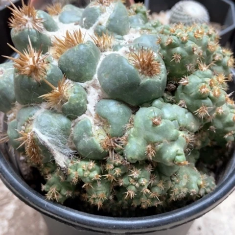 象牙仙人球25米香入味