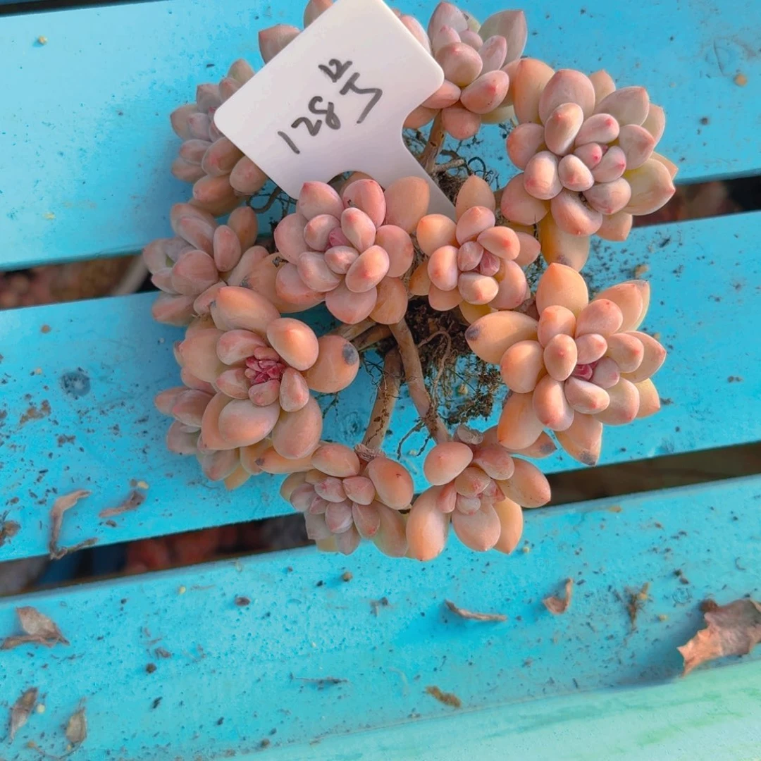 128号多肉11111111111111111