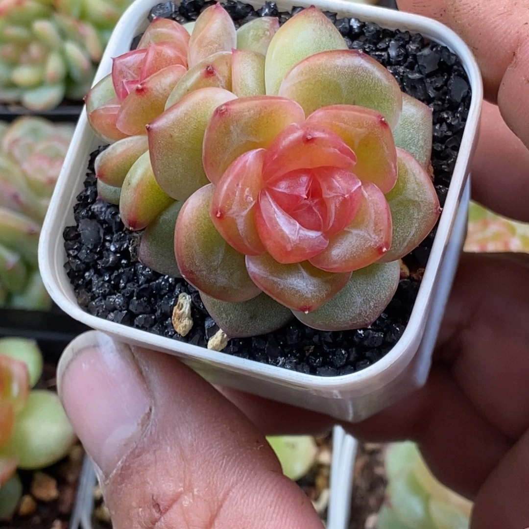 天官赐福百无禁忌