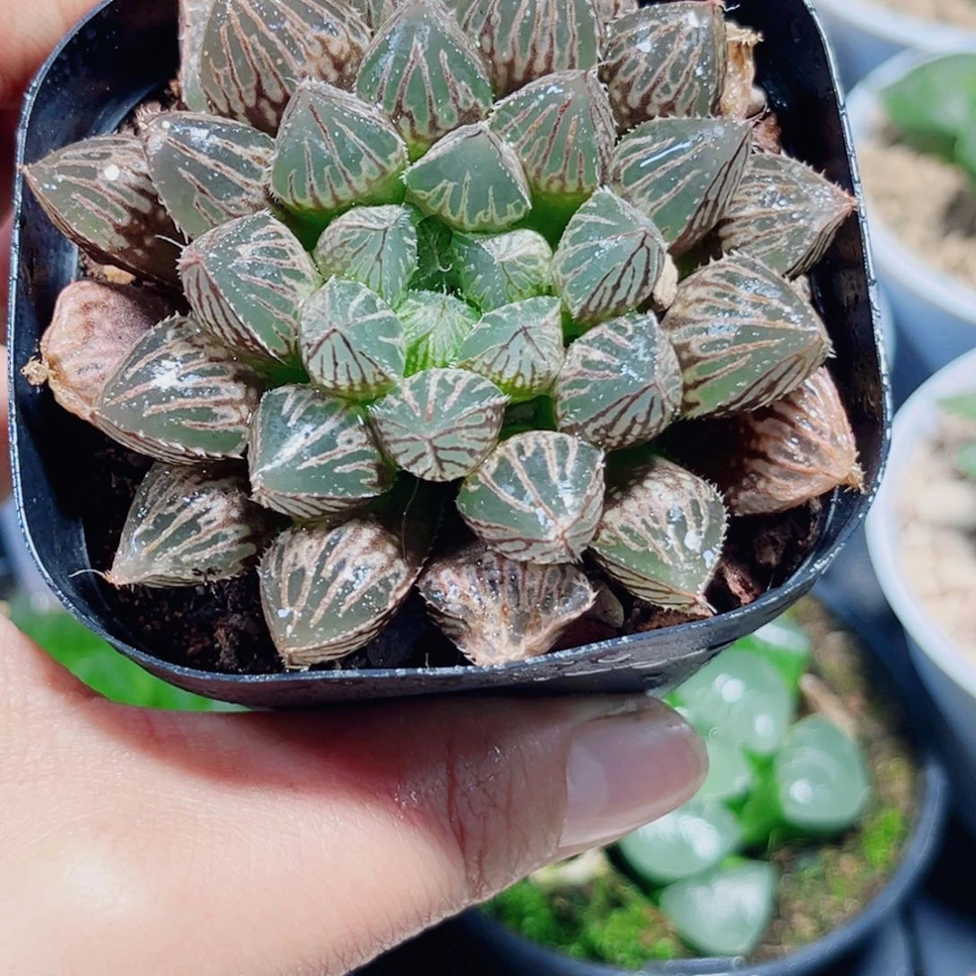 楼兰玉露多肉植物6666