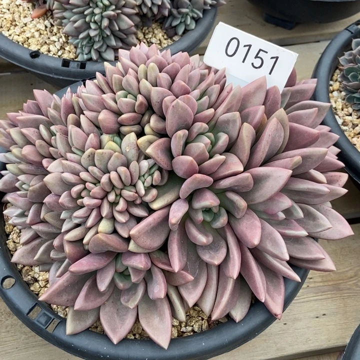 5***）0151。    桃花源缀