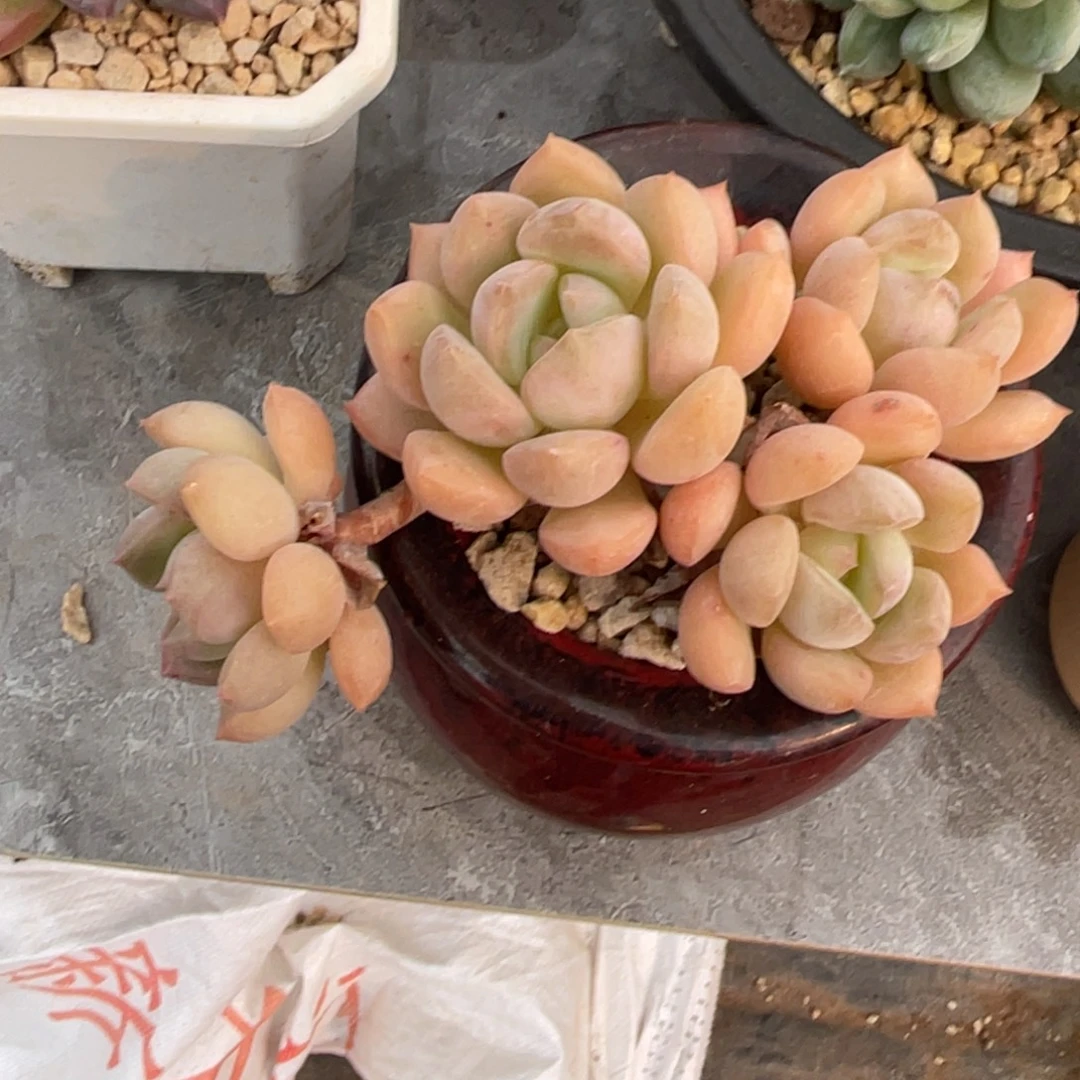 蜜桃格林四头飘枝群生