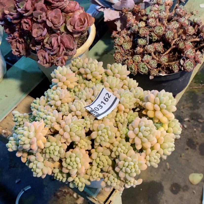 【闪购商品】多肉洛可可03162