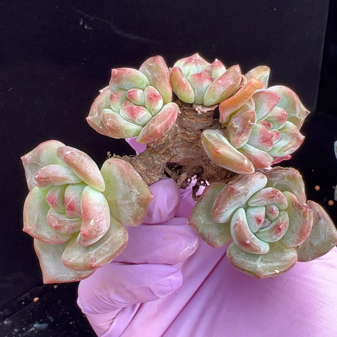 新年快乐 新年快乐