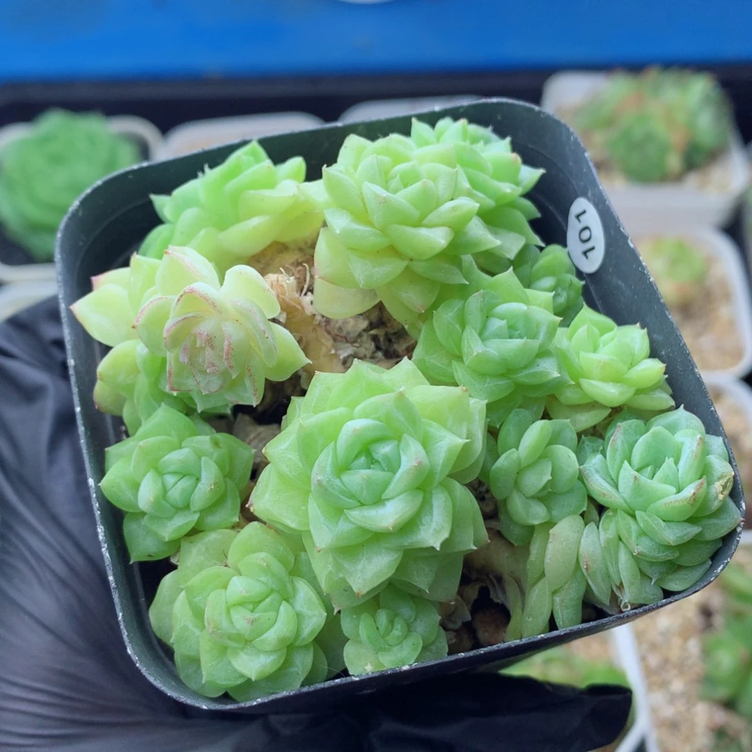 58包邮 群生不包整白天鹅42