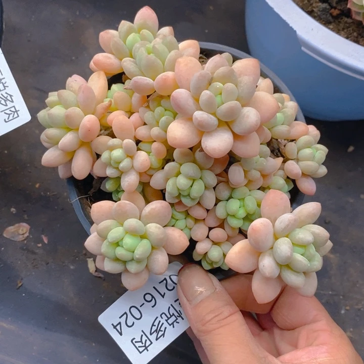 夏悦多肉0216-24洛可可