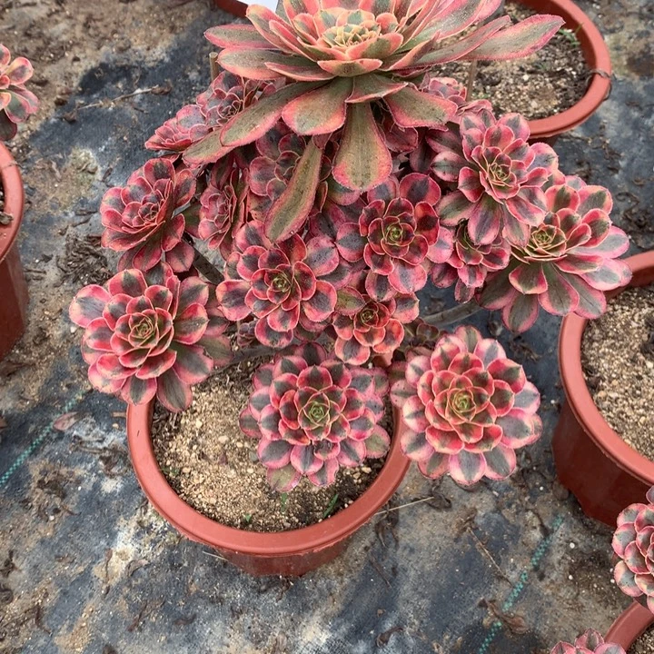 528初恋多肉植物特价