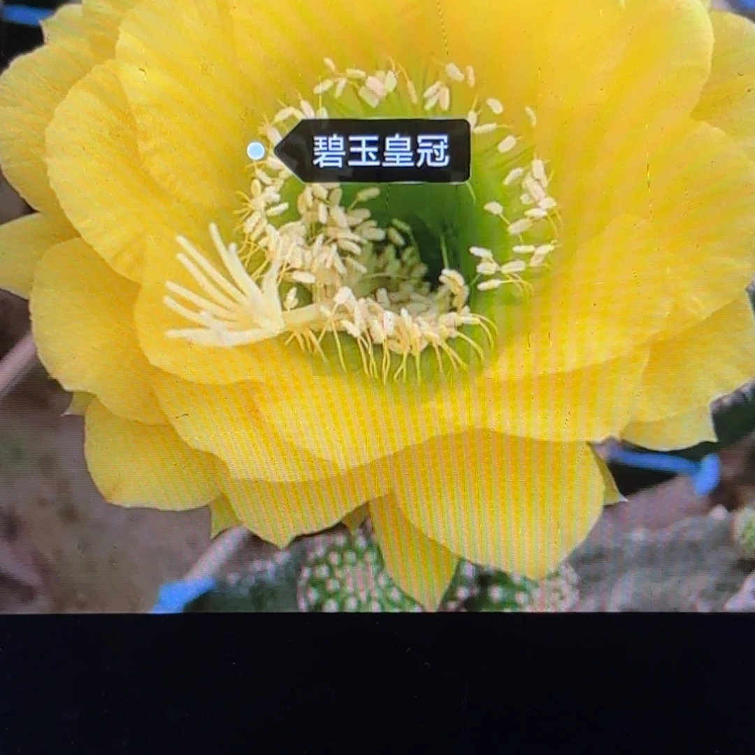 碧玉皇冠毛侧牙20包邮仙人球35