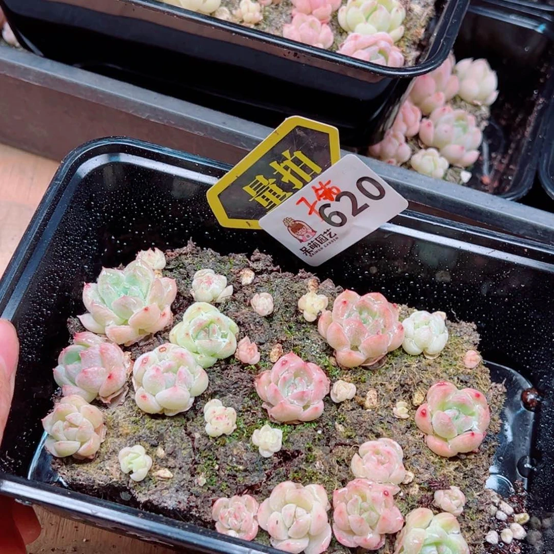 当前无花朵，栽培后可花朵