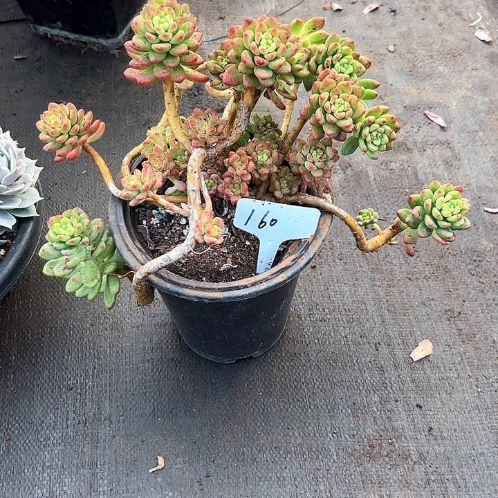 多肉植物，香格里拉160号