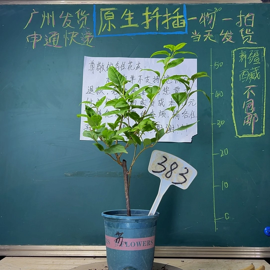 当前无花栽培后可以开花 苏瓦娜  383