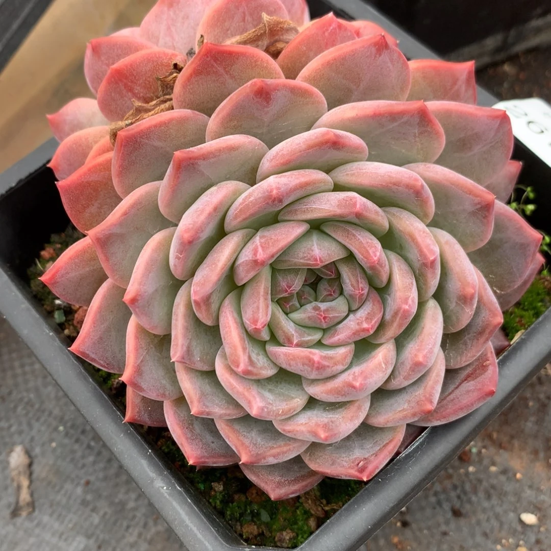 2676新年快乐发发发