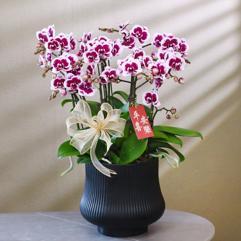 蝴蝶兰【小熊猫】带花带盆组好伴手礼送礼茶桌婚礼客厅美化装饰