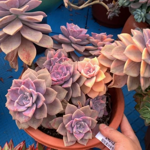 曹**妹紫乐锦24015多肉