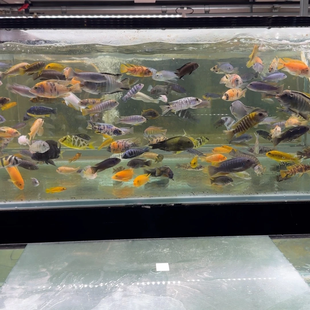 慈鲷618巨大福利盲盒A6-2一条