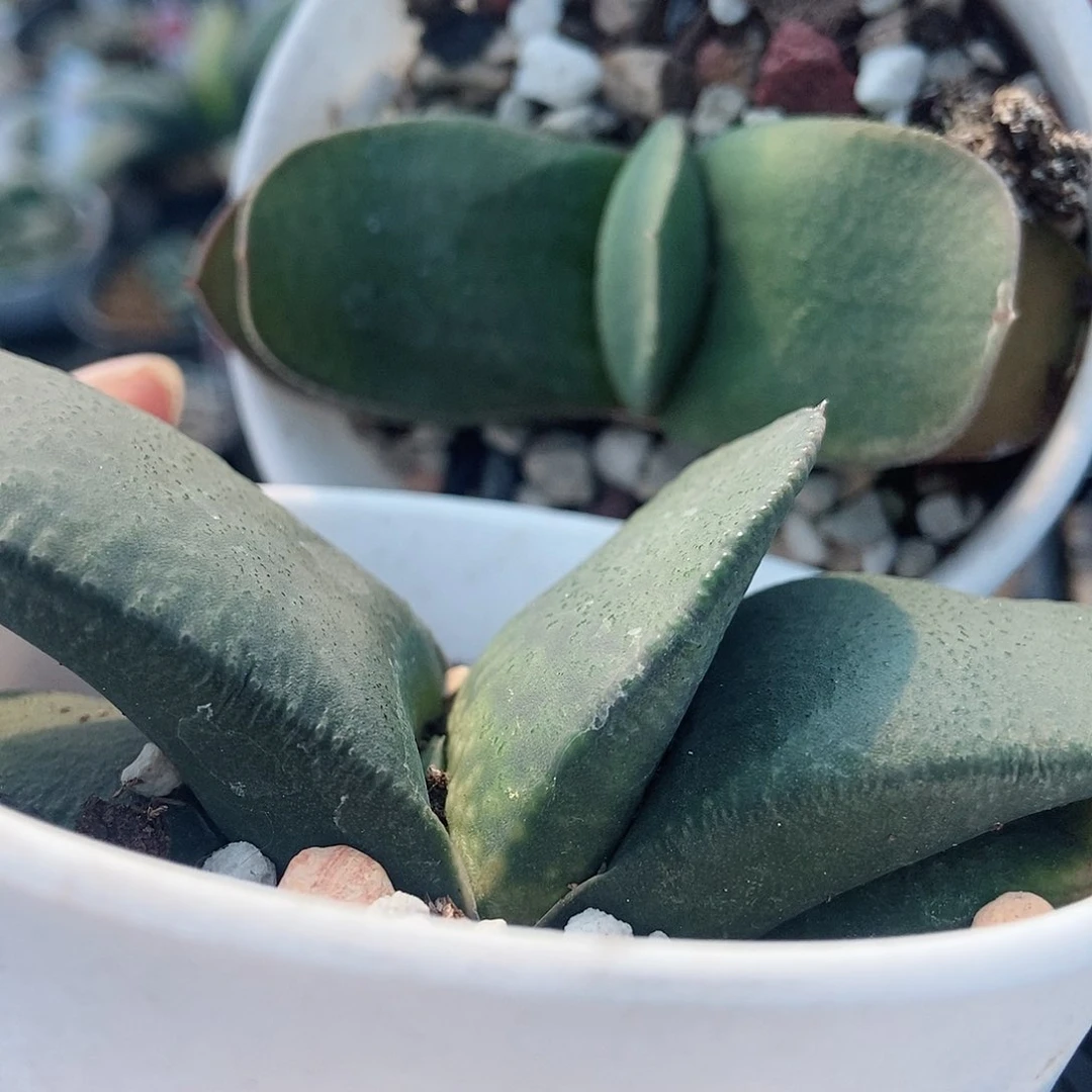 墨**光22222两个带盆发货