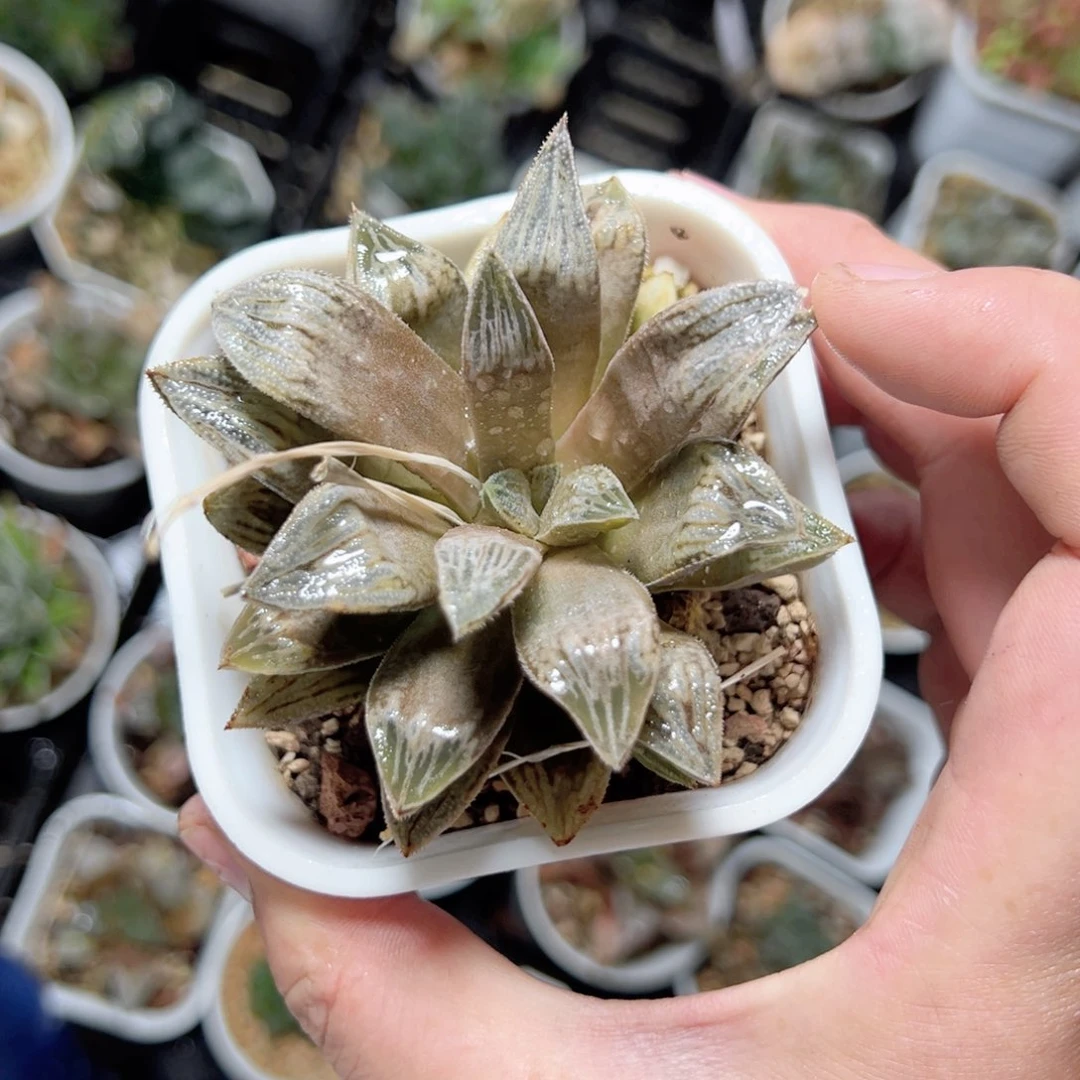 阿****）3096多肉植物一颗