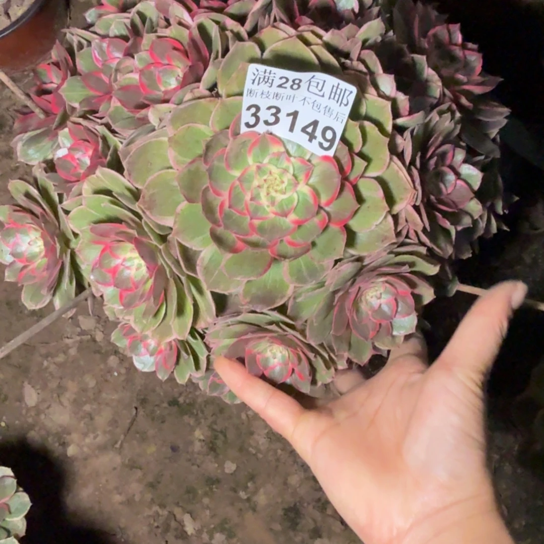 33149莲花座多肉植物