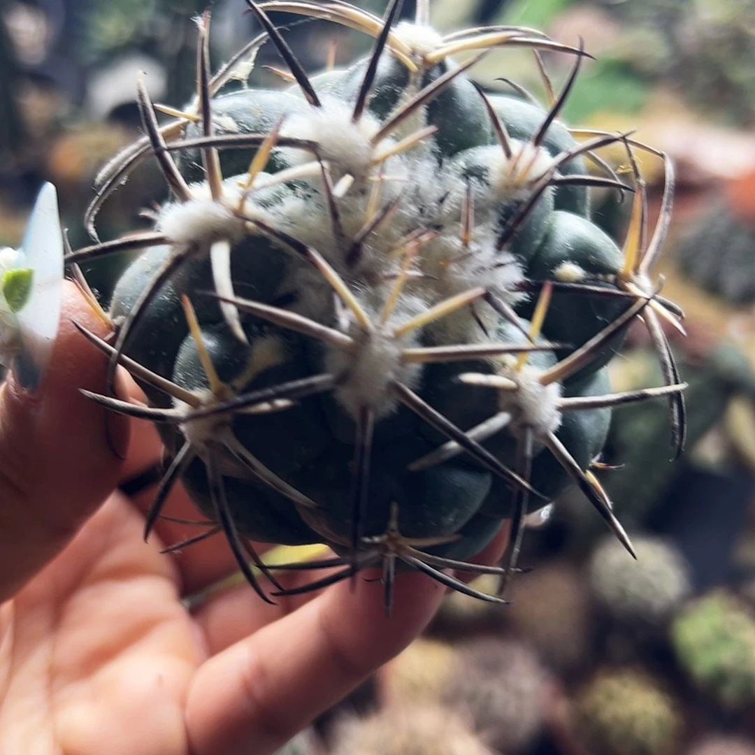 龙角冠仙人球1111111111111