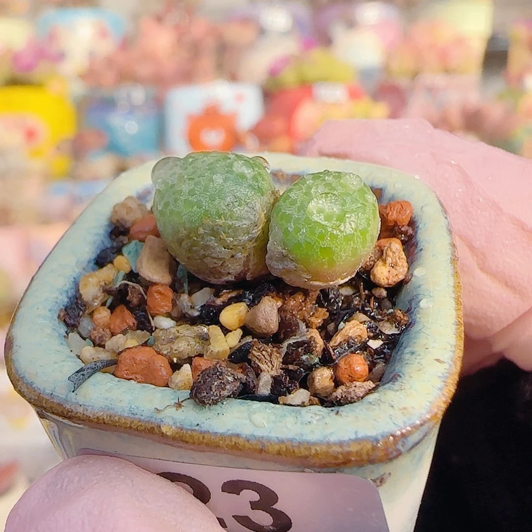 L 可爱小玉米 带盆