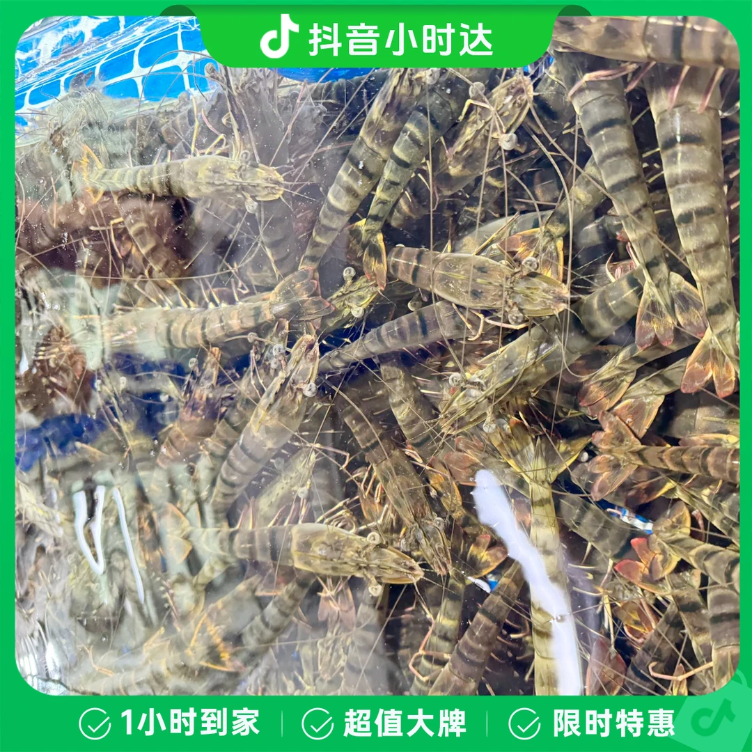 【鲜活】大个黑虎虾500克/份