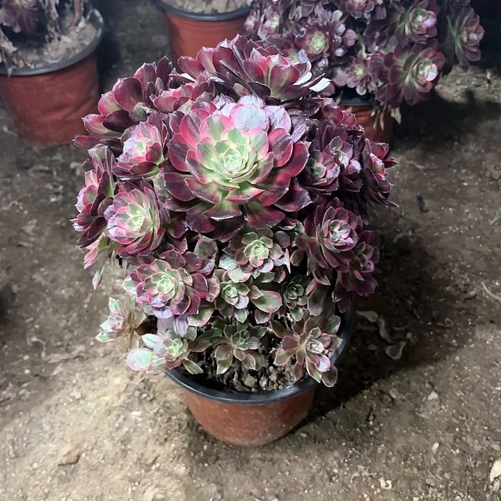 多肉植物法师安娜37