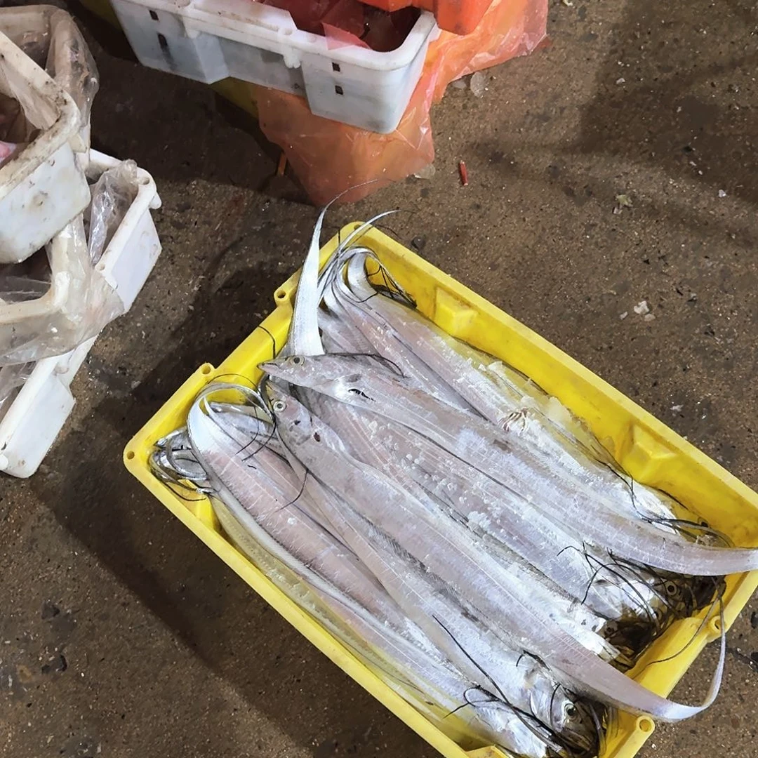 中国大陆渤海湾野生刀鱼刚刚回船