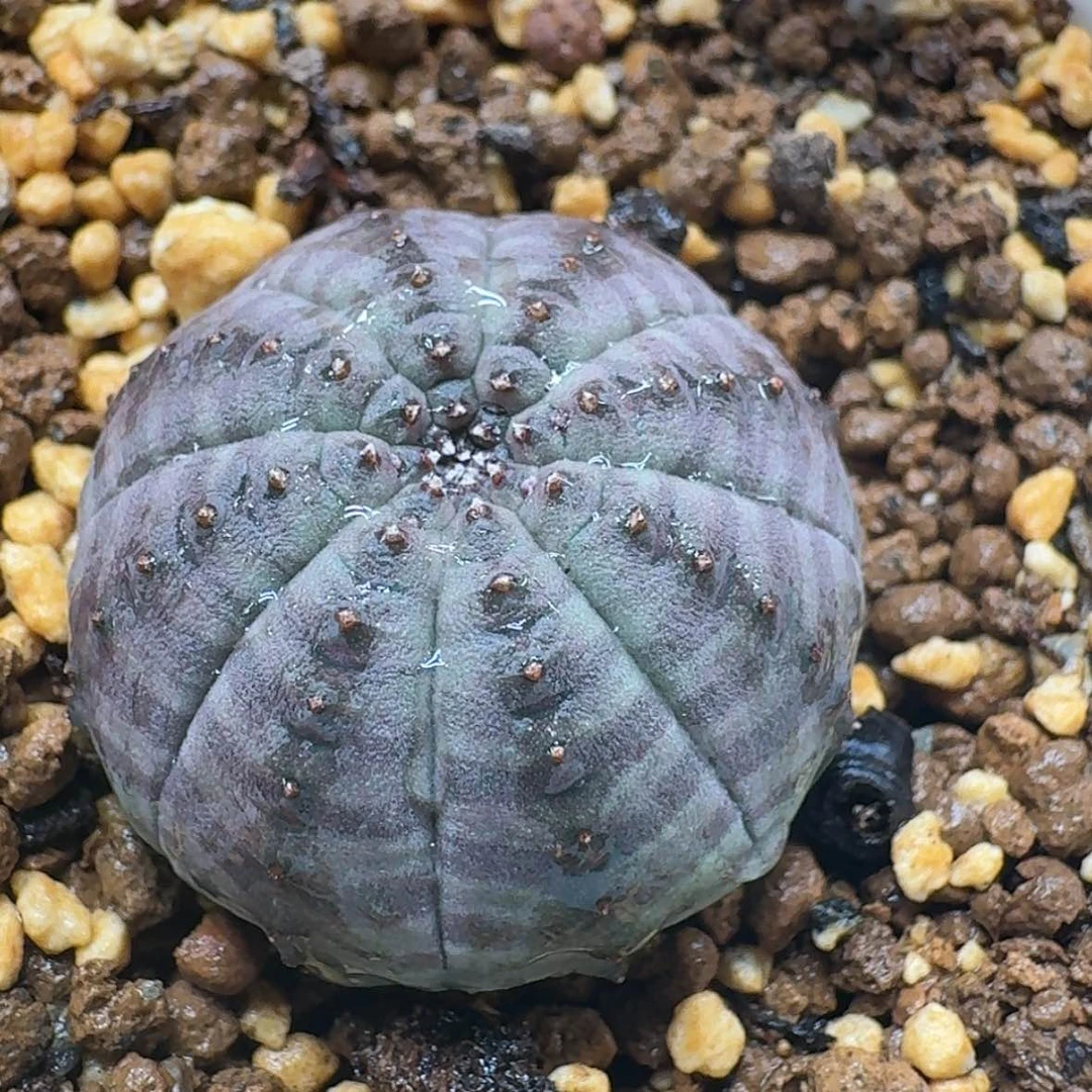 【闪购商品】40哈哈哈哈哈哈哈