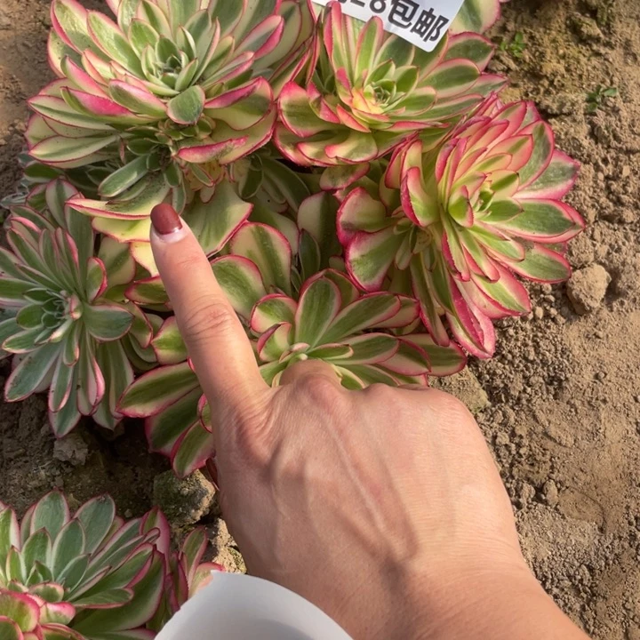 1385三号棚倾城多肉