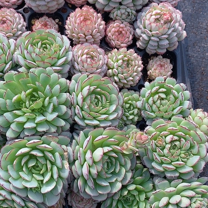 257-258 多肉植物盆栽花卉植物