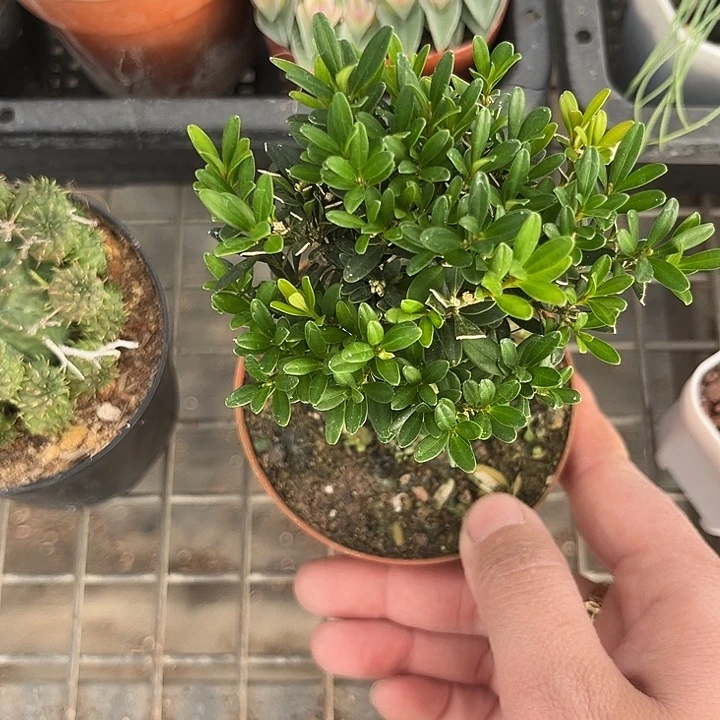 黄松 我也不知道我为什么要