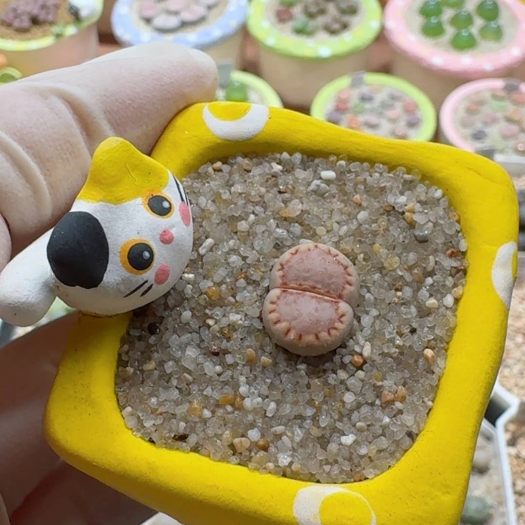 1027-018连盆带花k饼优选