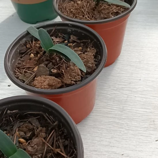 梦***定无花朵特色花卉君子兰小苗君