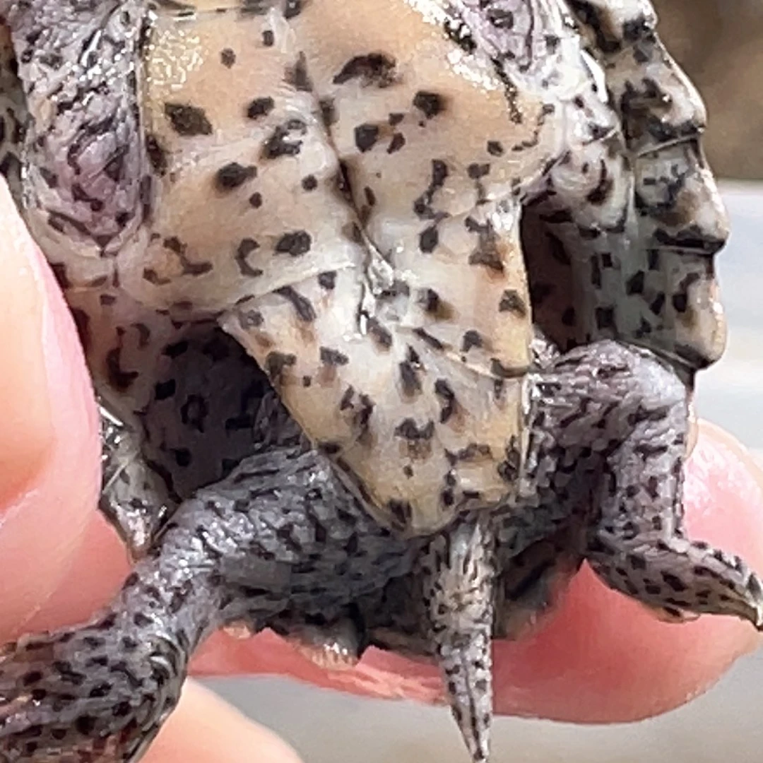 宠物龟不分公母P8全品满纹黑刀