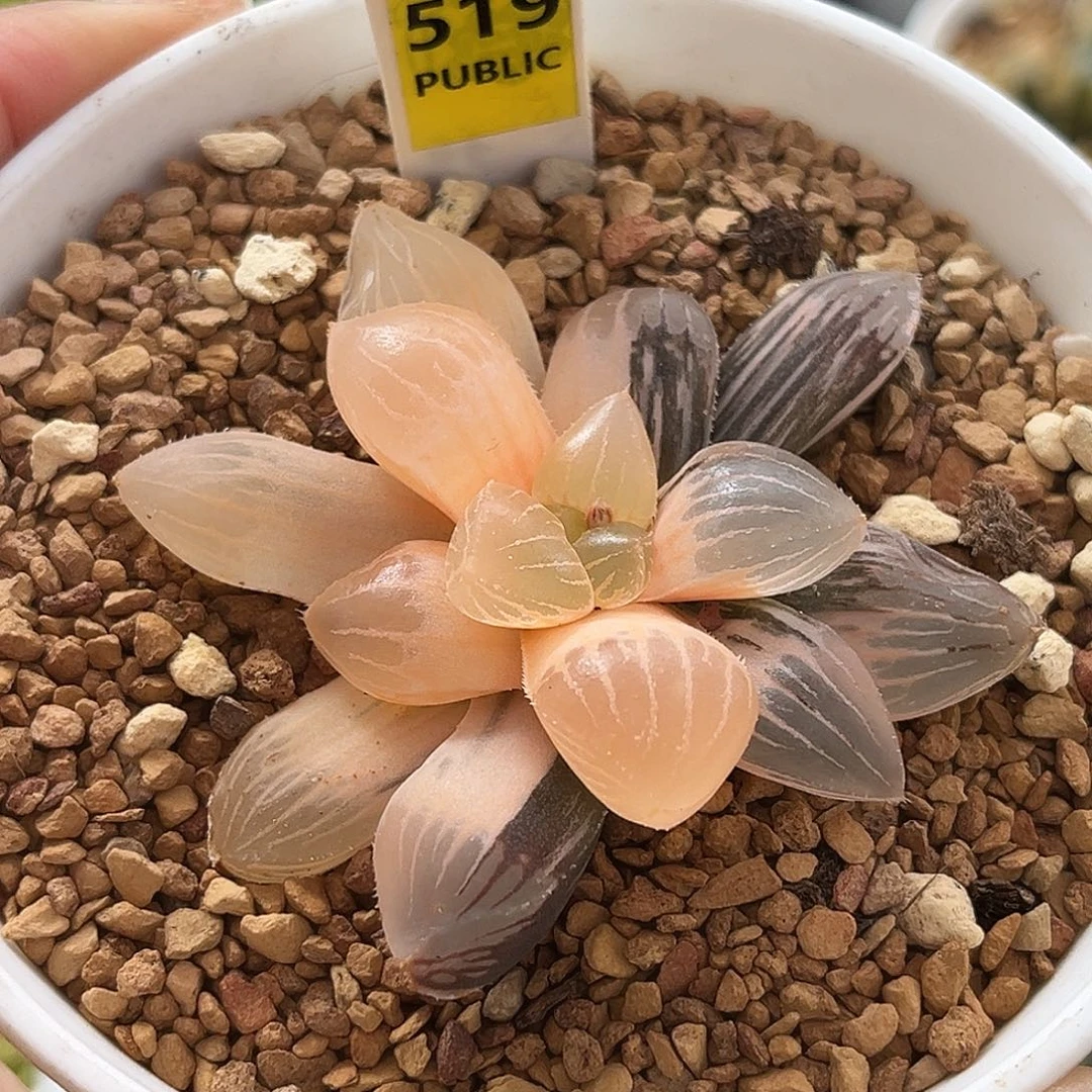 519糯玉露锦福利福利