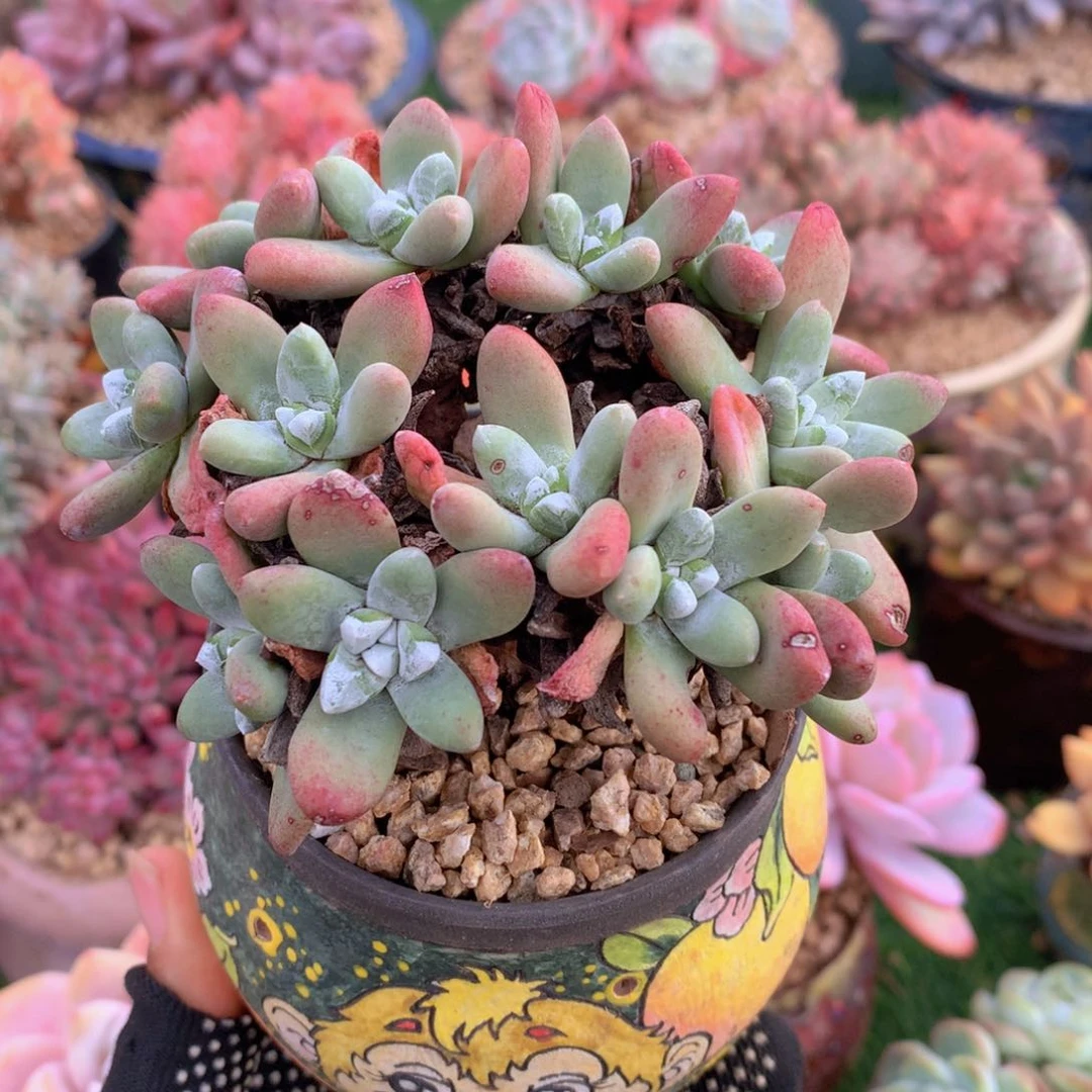 丸叶拇指杂11 公分一物一拍