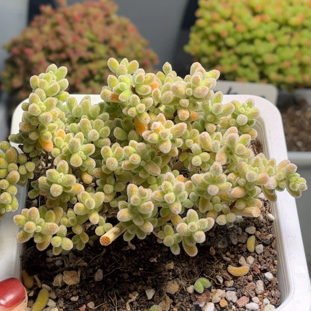 40冰晶优选枝干番杏