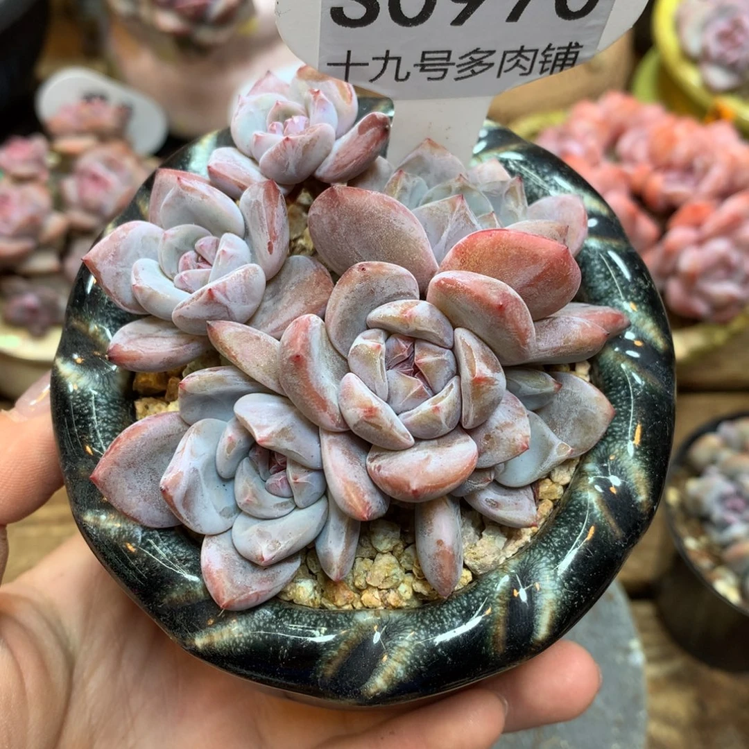 S0970 星影 一头一桩 7.5cm