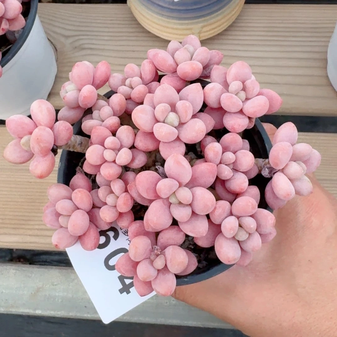 鱼子酱群生整装无砍