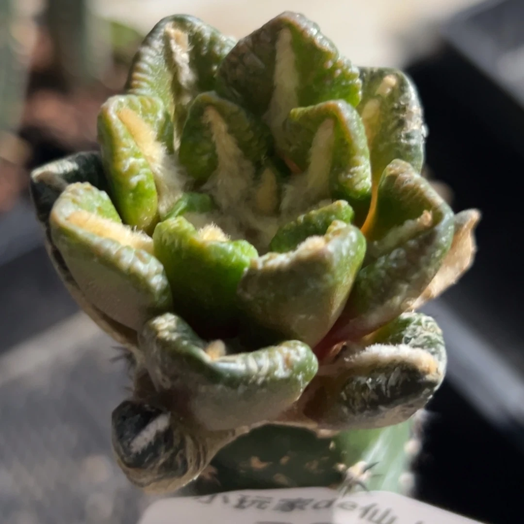 370 仙人球的牡丹啊