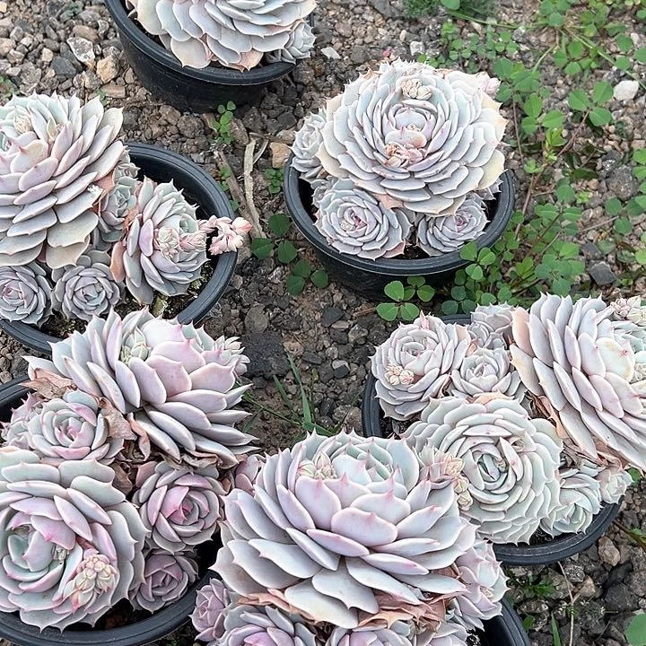 20.29露娜莲一个脱土