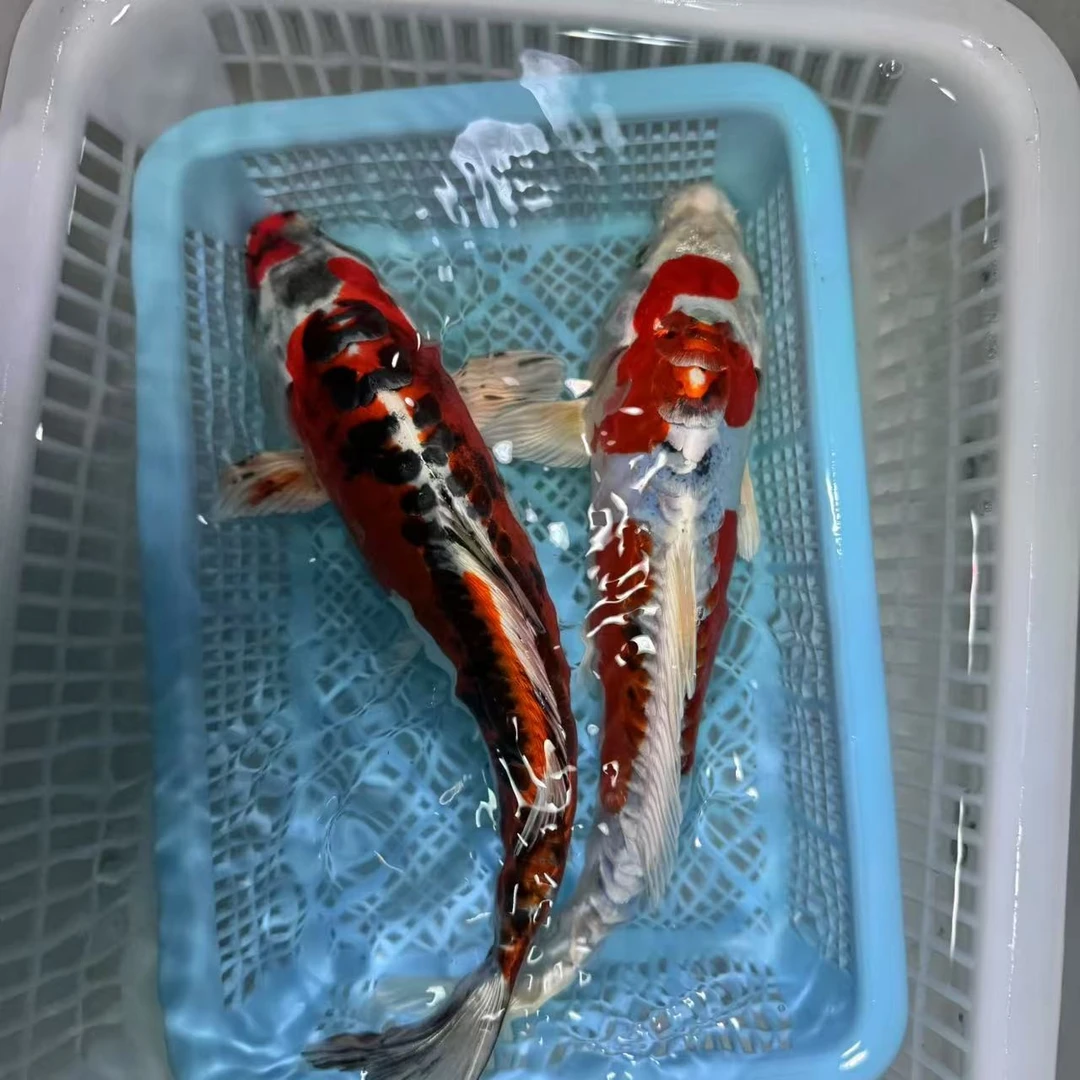 【两条装】20-25公分彩龙德系锦鲤无磷少鳞包邮