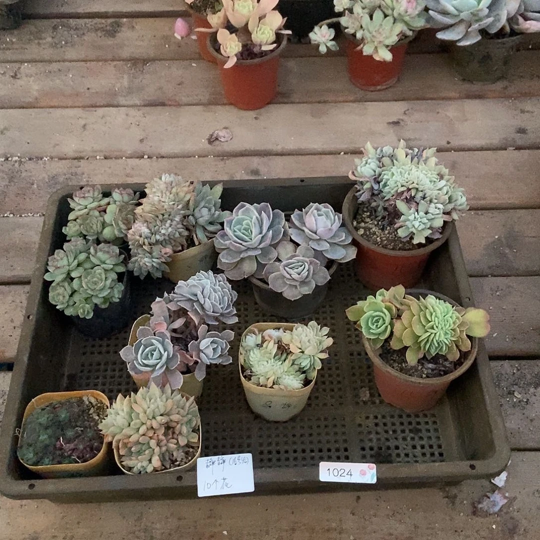 1024号多肉植物10个静静专拍江苏