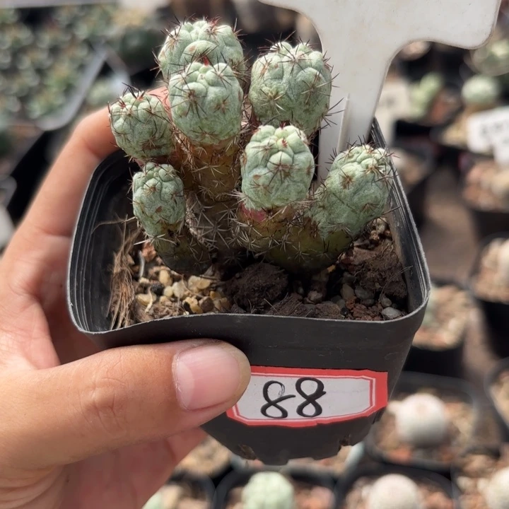 8000帝王群生好养皮实