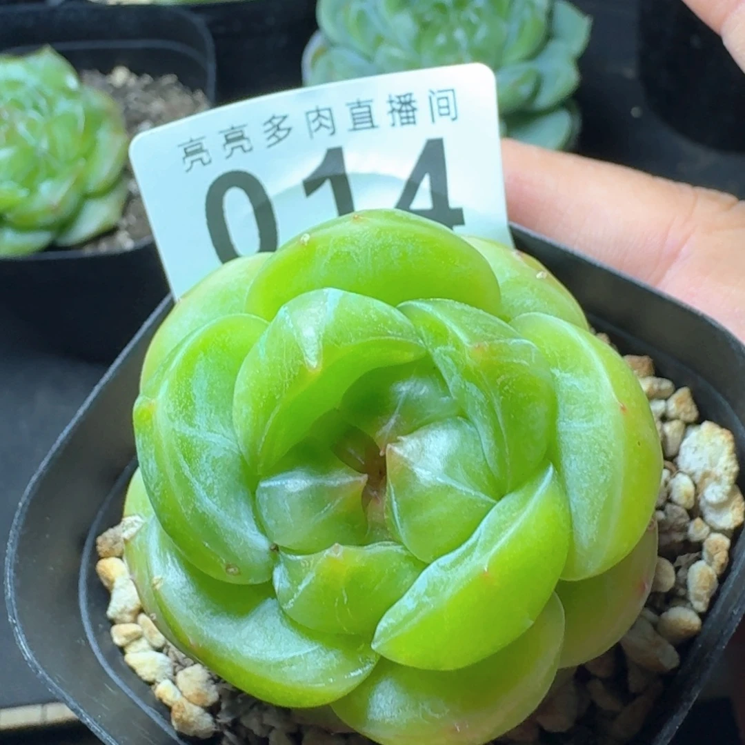 长相思珍妮            精美多肉植物