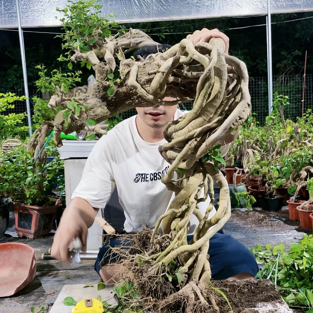 当前无花栽培后可以开花