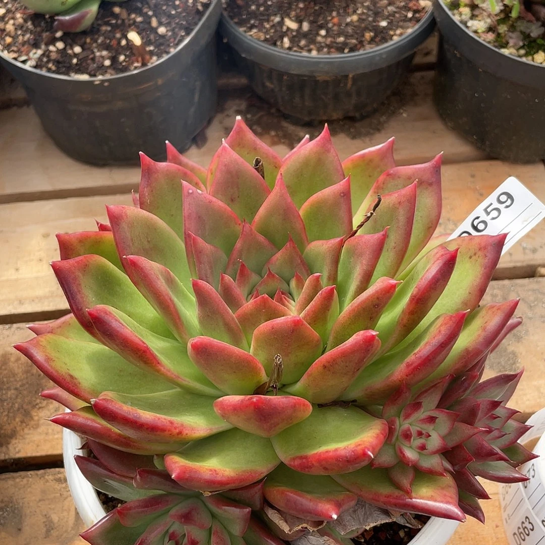 若如东云单拍D659