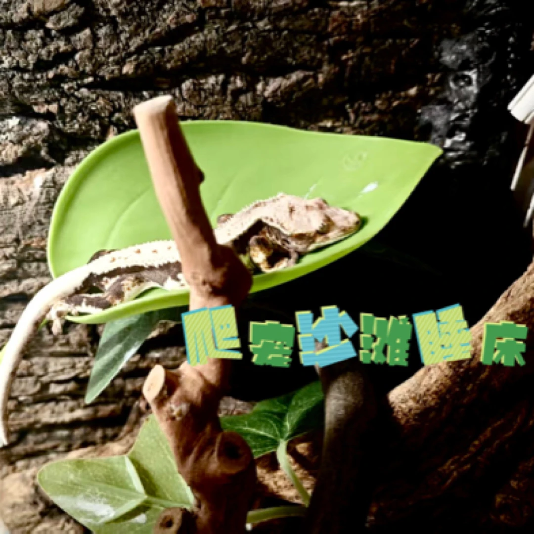 爬宠专用真植物型攀爬叶悬浮窝树栖睫角守宫姥爷树蛙造景好物睡觉