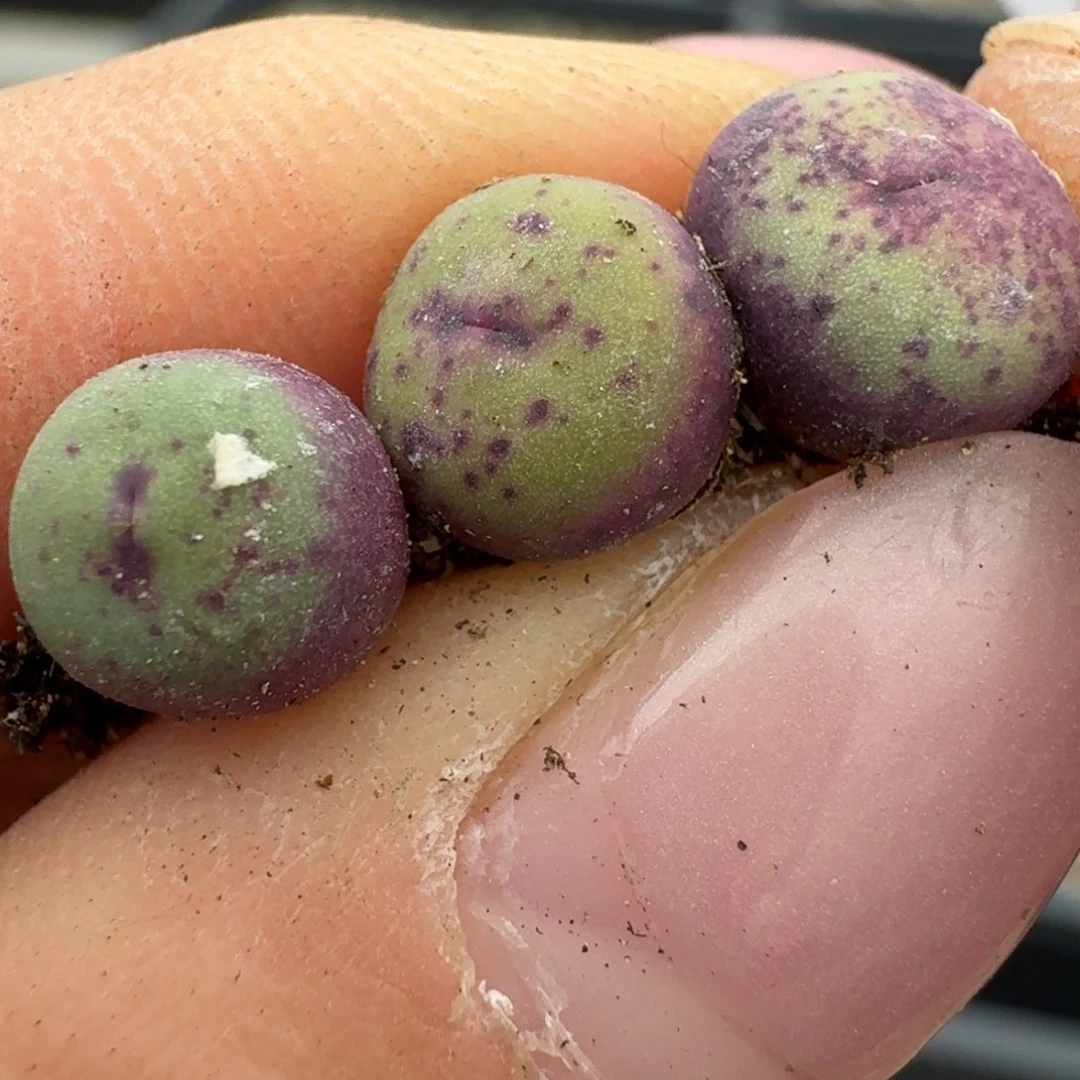 335三颗1380小红嘴：。