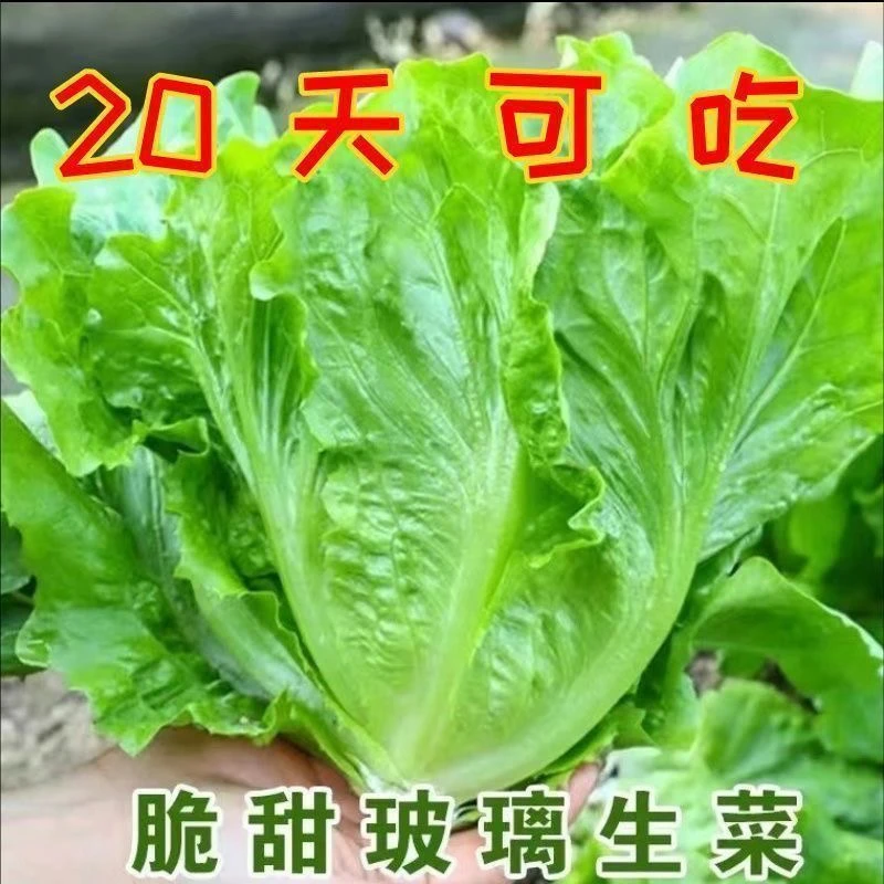 四季甜脆玻璃生菜种子脆嫩生吃种籽四季四季秋天蔬菜种子